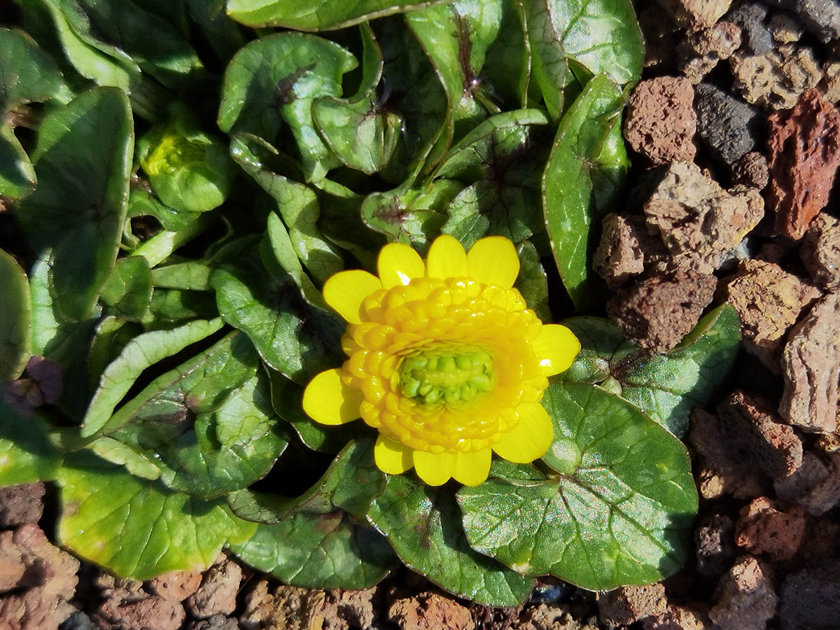 Ficaria verna 'Collarette'